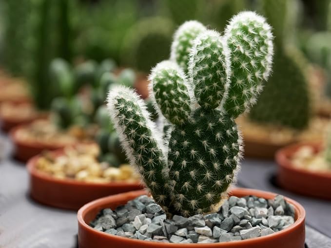Boniosz 5lb Succulents and Cactus Green Zeolite, Décor & Additive Rocks, Natural Decorative Gravel for Bonsai, Fairy Gardening, DIY Projects, Vases Fillers, Terrarium
