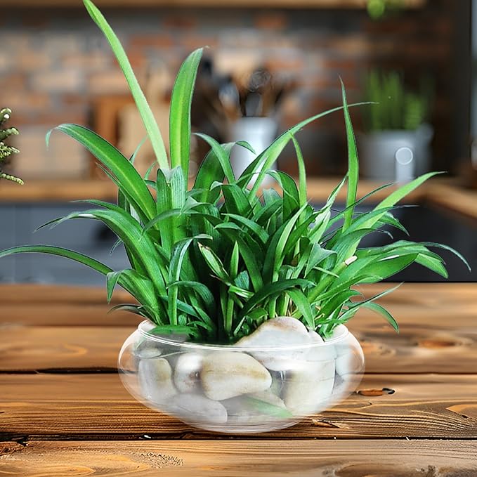 Sewroro Glass Goldfish Bowl Small Fish Tank, Clear Glass Aquatic Plant Bowl for Desktop Hydroponic Planter, Wedding Anniversary Birthday Small