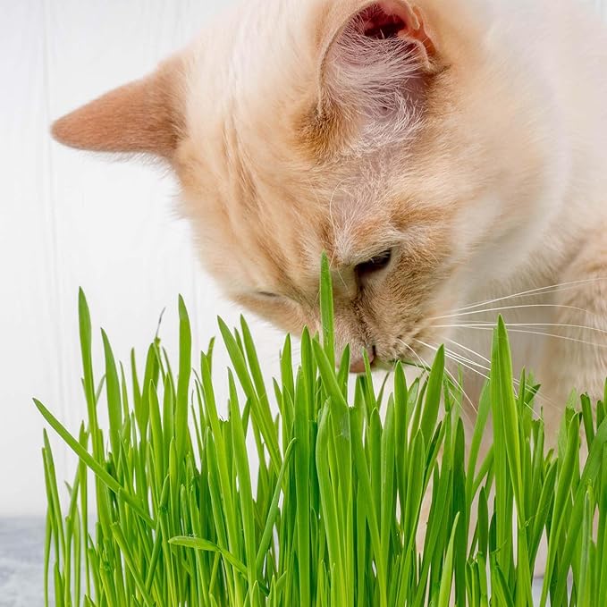 3-Level Hydroponic Cat Grass Planter Box - Ideal for Indoor Cats, No Seeds or Catnip Included