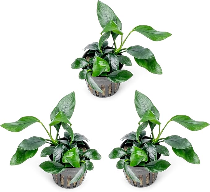 Anubias Live Aquarium Plants - Potted Freshwater Plant for Fish Tanks, Terrariums - Beginner Friendly Low Light (Spear Leaf, 3 Pots)