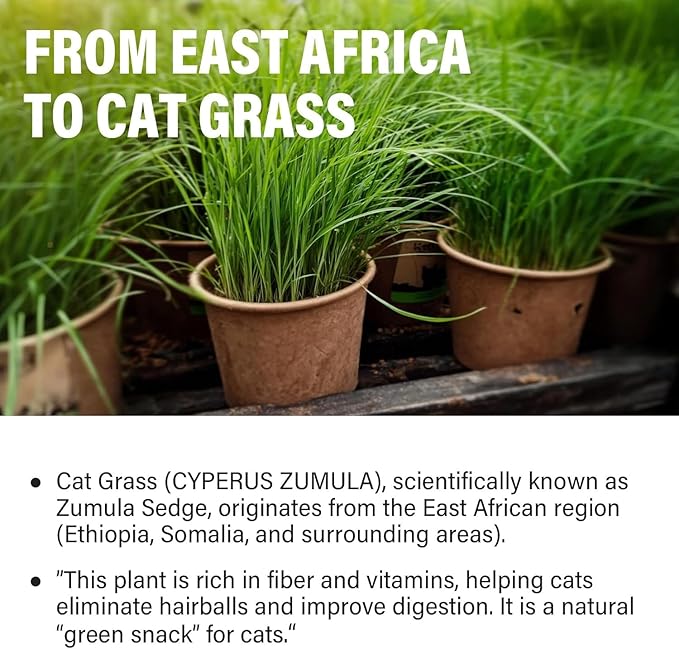 Cat Grass Treats for Indoor Cats | Salmon & Catnip Dental Snacks | Hairball Control & Teeth Cleaning | Freeze-Dried Training Rewards