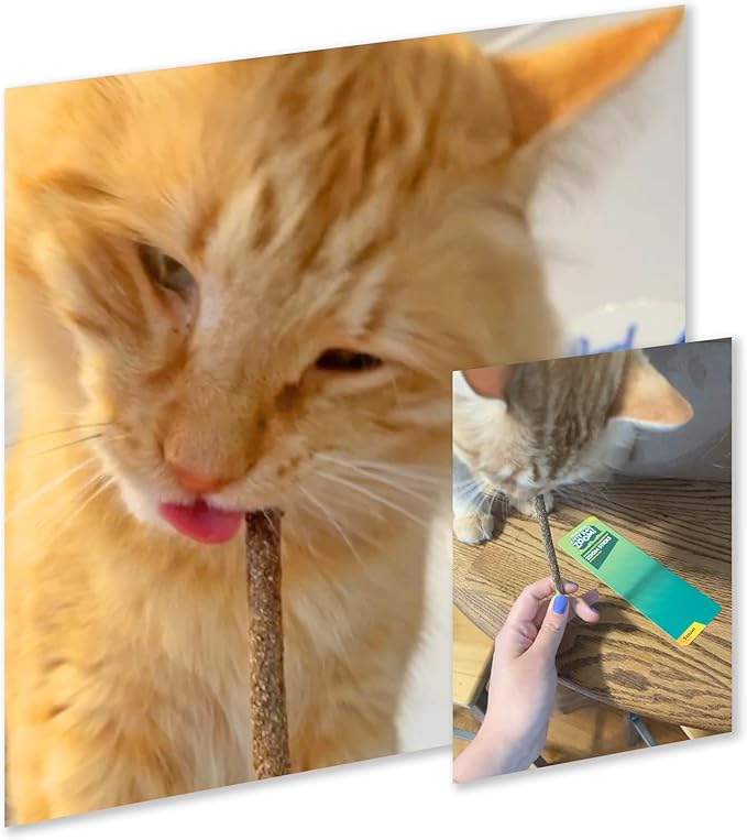 Zoom Sticks - Silvervine Sticks Covered in Silvervine Fruit | Dental Support Chew for Cats | High Potency Natural Chew Stick for Indoor Cats