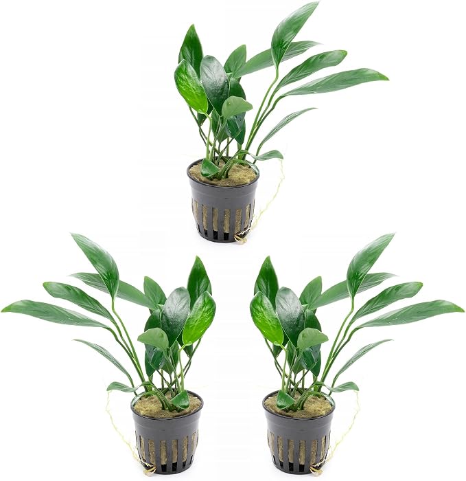 Anubias Live Aquarium Plants - Potted Freshwater Plant for Fish Tanks, Terrariums - Beginner Friendly Low Light (Congensis, 3 Pots)