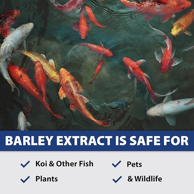 The Pond Guy Barley Extract Natural Liquid Treatment for Ponds and Water Gardens, Safe for Koi Fish and Plants, Natural Solutions for Clear Pond Water - 32 Ounces