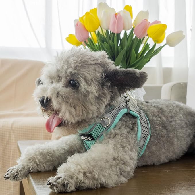 AIITLE Easy Walk Dog Harness and Leash Set - Pet Supply No Pull, Step in Adjustable Dog Harness with Padded Vest, Dog Harness No Choke Over, Easy to Put on Medium Dogs Turquoise L