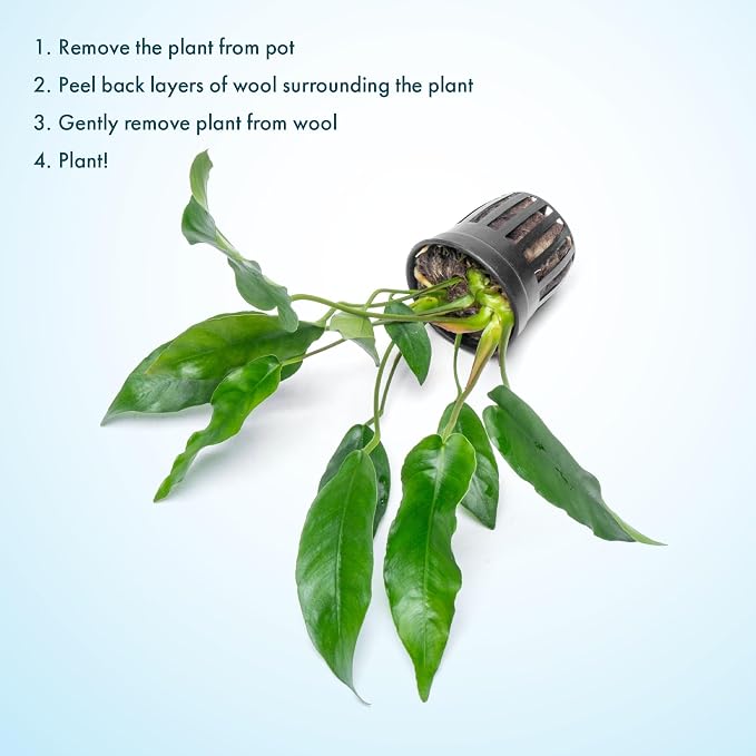 Anubias Live Aquarium Plants - Potted Freshwater Plant for Fish Tanks, Terrariums - Beginner Friendly Low Light (Short and Sharp, 1 Pot)