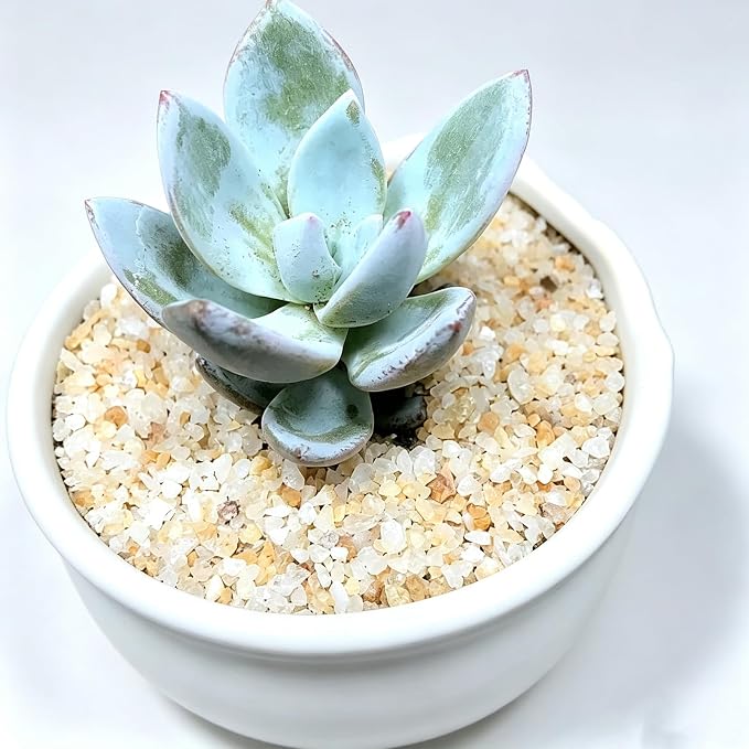 Beige Aquarium Sand, 5lbs Fish Tank Sand Mini Gravel Substrate | Silica Sand Substrate for Freshwater Saltwater Aquarium, Terrarium, Plant, Craft Decor