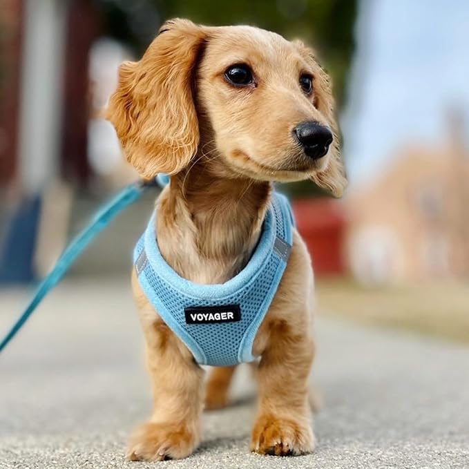 Best Pet Supplies Voyager Step-in Air All Weather Mesh Harness and Reflective Dog 5ft Leash Combo with Neoprene Handle, for Small, Medium and Large Breed Puppies - Baby Blue, XXX-Small