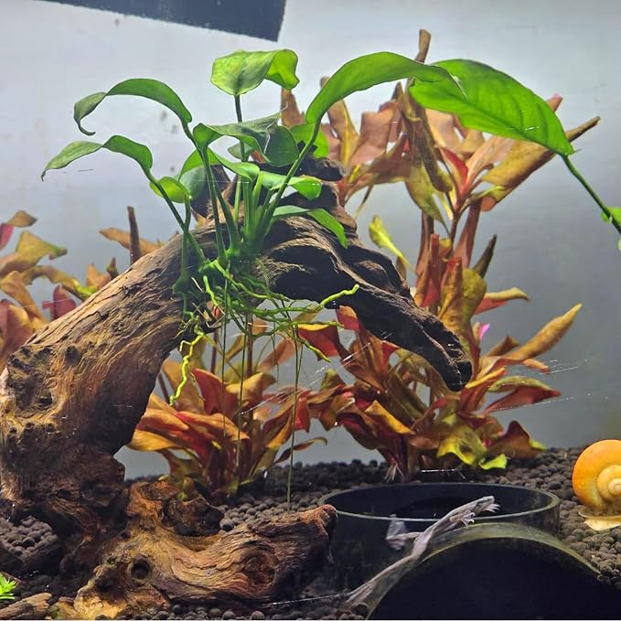 10 PCS Natural Aquarium Driftwood 2-4", Aquarium Drift Wood for Fish Tank Decoration, Assorted Size Mopani Wood Twisted Branches Trunk Decor for Freshwater, Reptile Terrarium