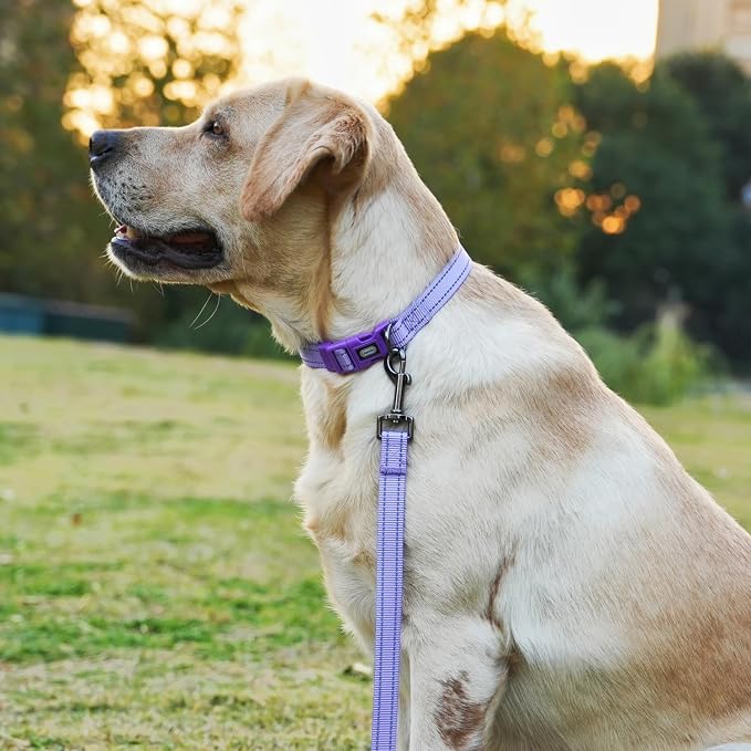 Dog Collar Leash Set, with Relfective Strips, Lilac Purple, Large. | Adjustable Collar,5 ft Matching Leash,Neoprene Padded Handle.