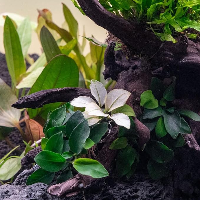 Anubias Barteri White Broadleaf Rare Live Aquarium Plants - Freshwater Fish Tank Decorations
