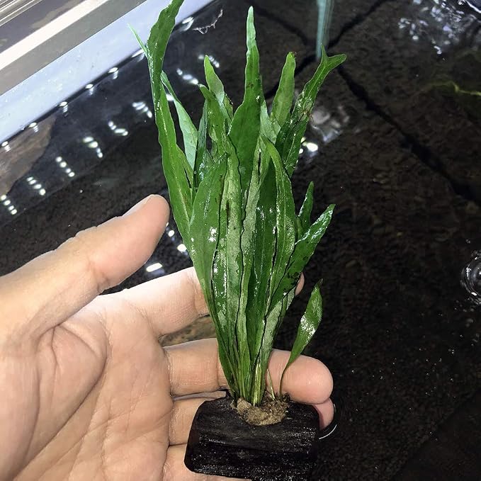 Live Plants on Driftwood | Aquatic Plants for Aquariums and Vivariums (Microsorum on Small Driftwood)