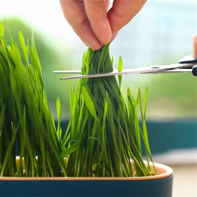 Cat Grass Planter, cat Grass kit, cat Grass Growing kit, Easy to Plant, Nursery Plants, Suitable for Indoor (C)