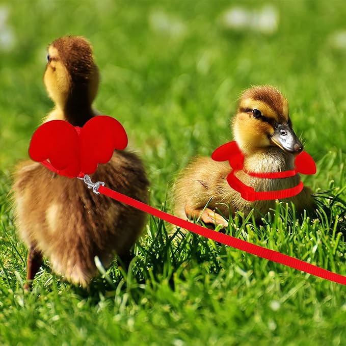 KAMA BRIDAL Duck Walking Harness and Leash Chicken Duck Outdoor Training Rope Adjustable Rope for Pet Poultry Hen Cock (M, Red)