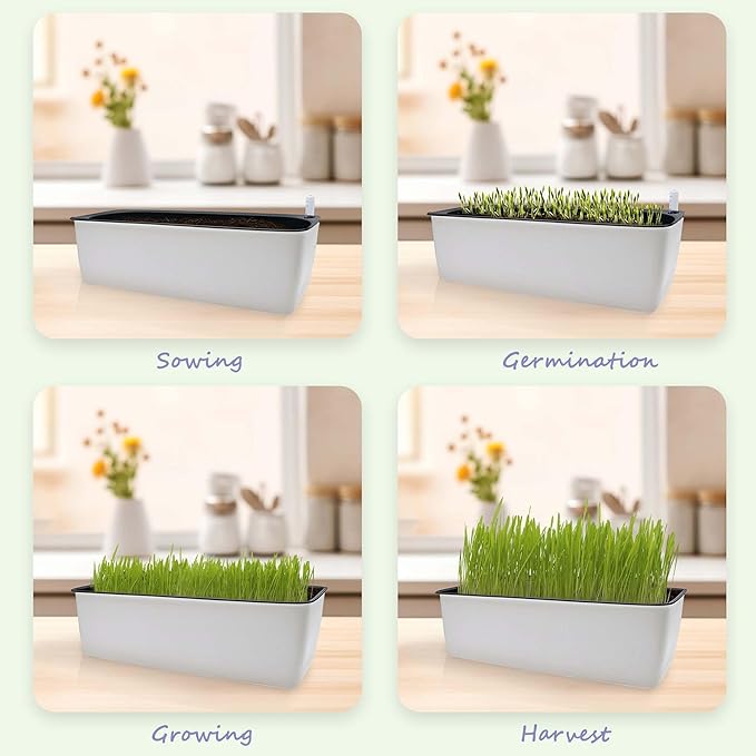Cat Grass for Indoor Cats with Organic Cat Grass Seed Mix - Rectangular Planter | Fresh Indoor Cat Grass Garden | Perfect for Cats, Dogs & Small Pets