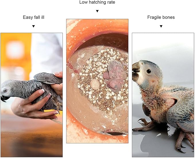 20 Pack Bird Cuttlebone Chew Toy, Natural Cuttlebone for Birds Parakeets Reptile Tortoises Snails, Cuttlefish Bone for Birds, Bird Calcium Stone for Parrots Cockatiels Budgie Macaw