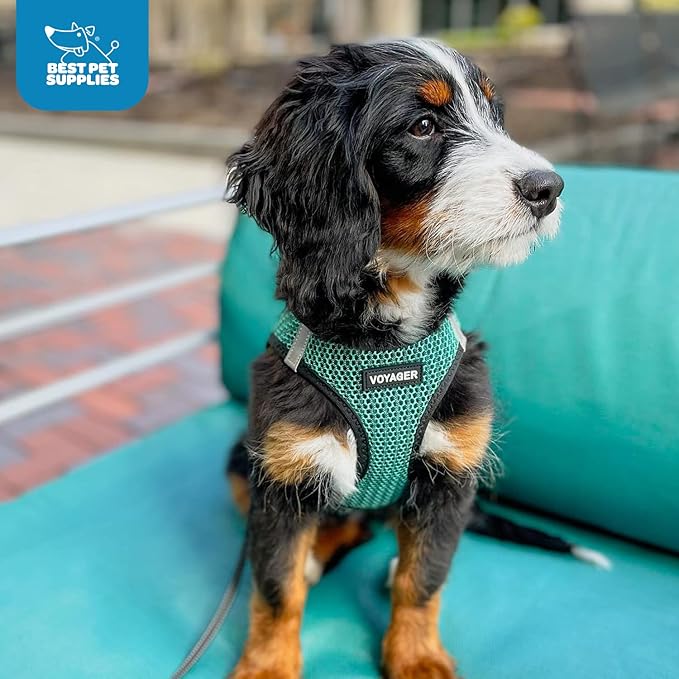 Voyager Step-in Air Dog Harness - All Weather Mesh, Reflective, No Pull Harness for Small, Medium Dogs, Cats - Secure with Hook & Loop Fastener, Buckle, Double D-Rings - Turquoise 2-Tone, XS
