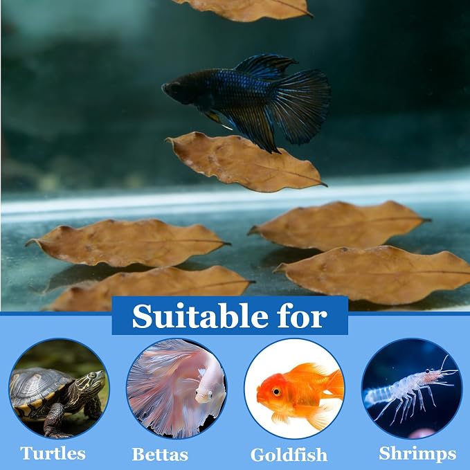 100Pcs Indian Almond Leaves Longan Leaves Aquarium Decor Water Conditioner | Sealed Package,for Betta Fish Shrimp Goldfish Guppy,Betta Fish Tank Decor,Balance PH,Natural Tannins,Axolotl Tank Accessories