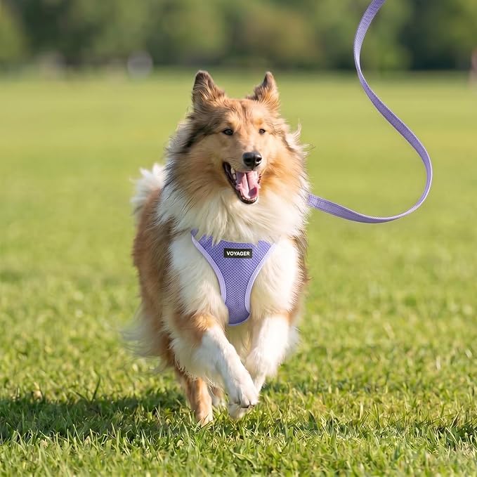 Best Pet Supplies Voyager Step-in Air All Weather Mesh Harness and Reflective Dog 5ft Leash Combo with Neoprene Handle, for Small, Medium and Large Breed Puppies - Lavender, M