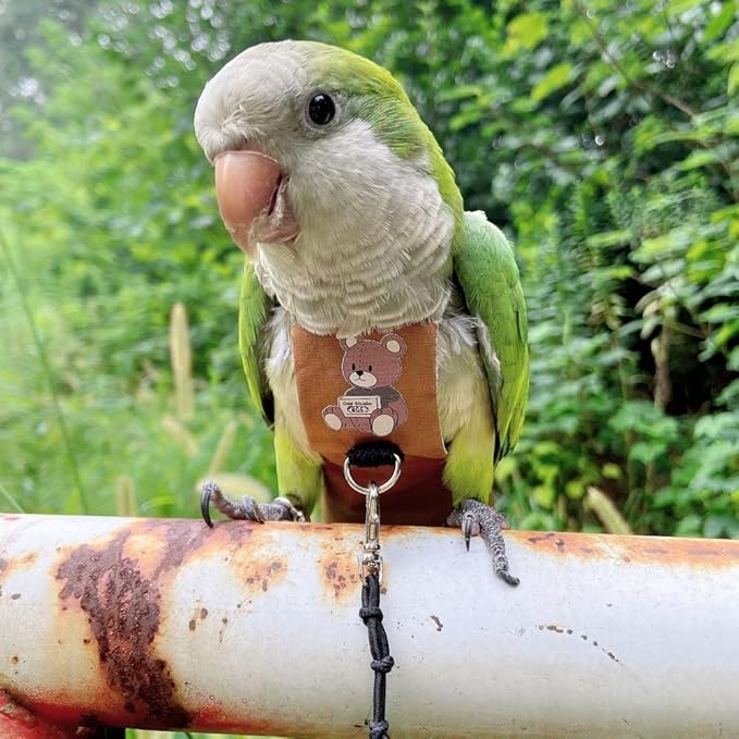 Bird Diaper Harness Flight Suit Clothes, Parrot Flight Suit with Leash for Parrot, Bird Flying Clothes with Rope and Handle for Outdoor Activities Training (Senegal,with Leash)