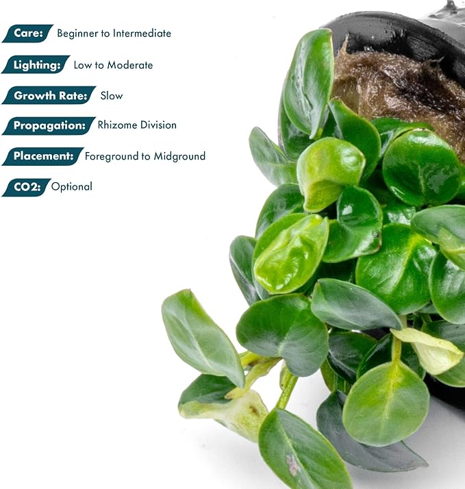 Anubias Live Aquarium Plants - Potted Freshwater Plant for Fish Tanks, Terrariums - Beginner Friendly Low Light (Stardust Mini, 1 Pot)