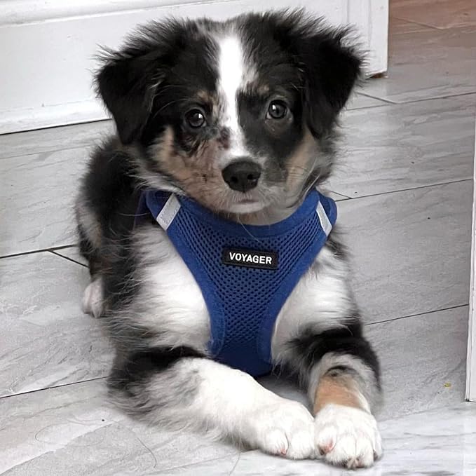 Best Pet Supplies Voyager Step-in Air All Weather Mesh Harness and Reflective Dog 5ft Leash Combo with Neoprene Handle, for Small, Medium and Large Breed Puppies - Royal Blue, X-Large