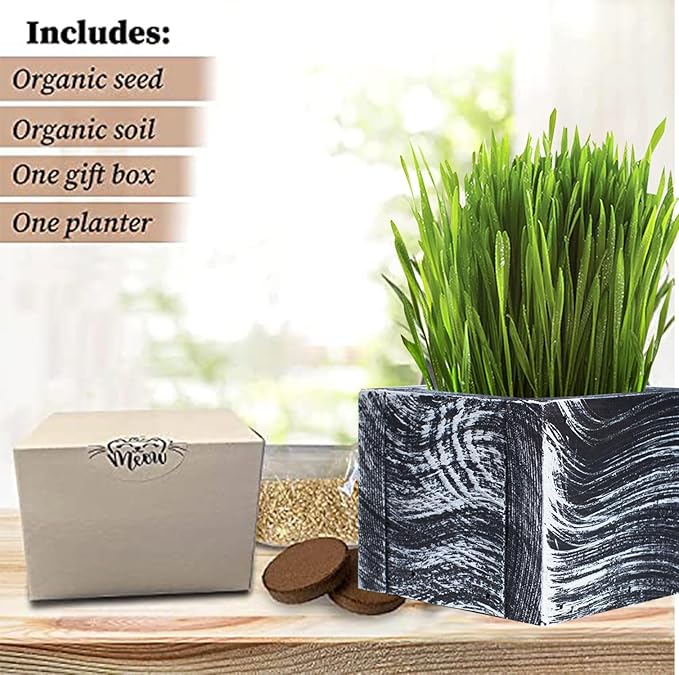 Cat Grass for Indoor Cats - Christmas Organic Cat Grass Kit: 4.25" Square Planter with Organic Seeds, Soil Pucks, Hand Made in the USA (Green Gold)