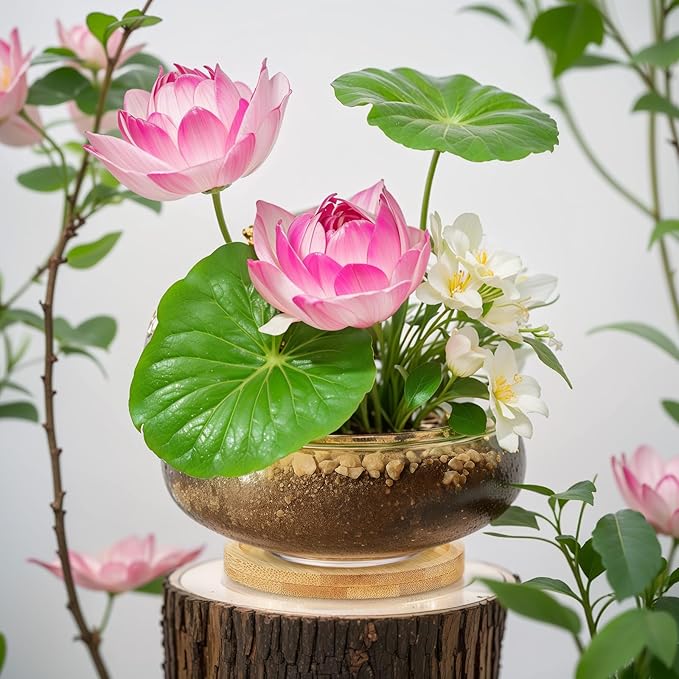Baderke 2 Sets Glass Planter Bowls for Flowers with Tray 6'' Round Glass Vase Bowl Hydroponic Lotus Planter Pot Propagation Vases Fish Bowl for Plants Indoor Windowsill Kitchen Desktop Wedding Decor