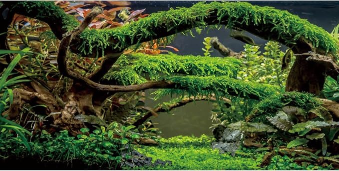 24x12 in Arch Branch Aquarium Backdrop Aquatic Plant Fish Tank Background | AWERT Moss Driftwood River Bed & Lake Terrarium Background Vinyl