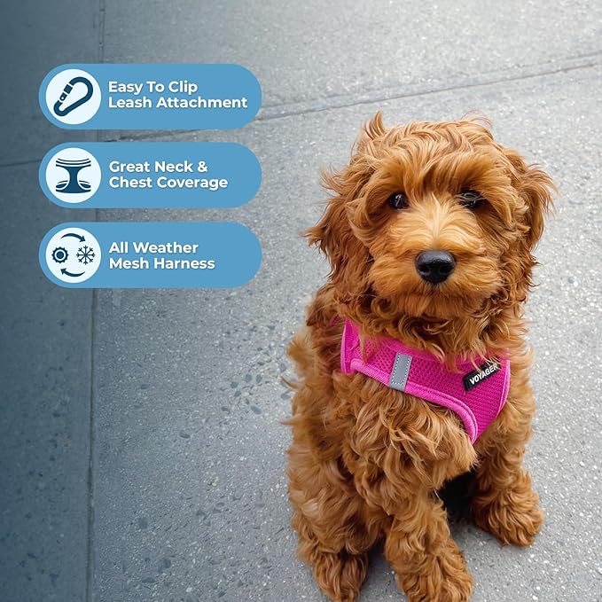 Best Pet Supplies Voyager Step-in Air All Weather Mesh Harness and Reflective Dog 5ft Leash Combo with Neoprene Handle, for Small, Medium and Large Breed Puppies - Fuchsia, X-Small
