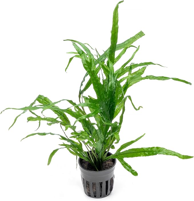 Java Fern Live Aquarium Plants - Potted Freshwater Plant for Fish Tanks - Beginner Friendly, Low Light (Trident, 1 Pot)