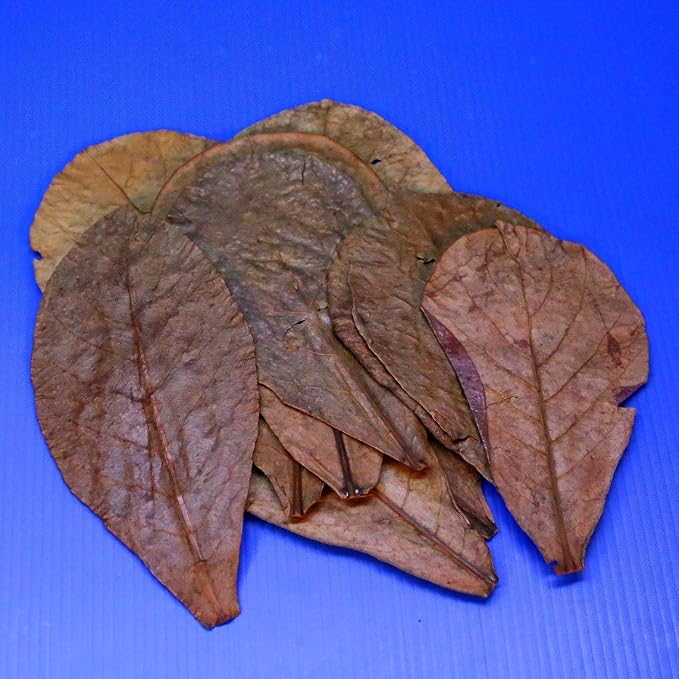 CORISRX BEST OF YOUR LIFESTYLE Tantora Catappa Leaves 4~7" 10 Pcs. Aquarium Indian Almond Leaf for Betta and Shrimp Fish Tank,. Excellent Water Conditioner Leaves for Breeding & Health