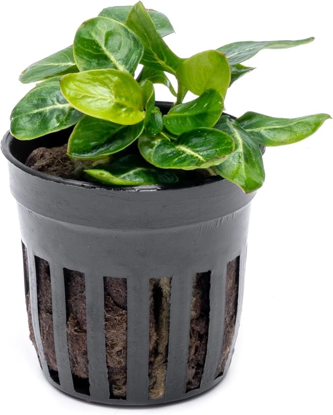 Anubias Live Aquarium Plants - Potted Freshwater Plant for Fish Tanks, Terrariums - Beginner Friendly Low Light (Giant Stardust, 1 Pot)