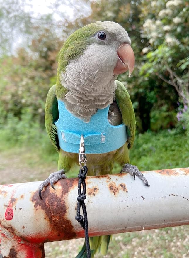 Bird Flight Harness Vest Parrot Flight Suit with Leash for Parakeets Cockatiels Conures Budgies, Bird Flying Clothes with Rope and Handle for Outdoor Activities Training (2M,Blue)