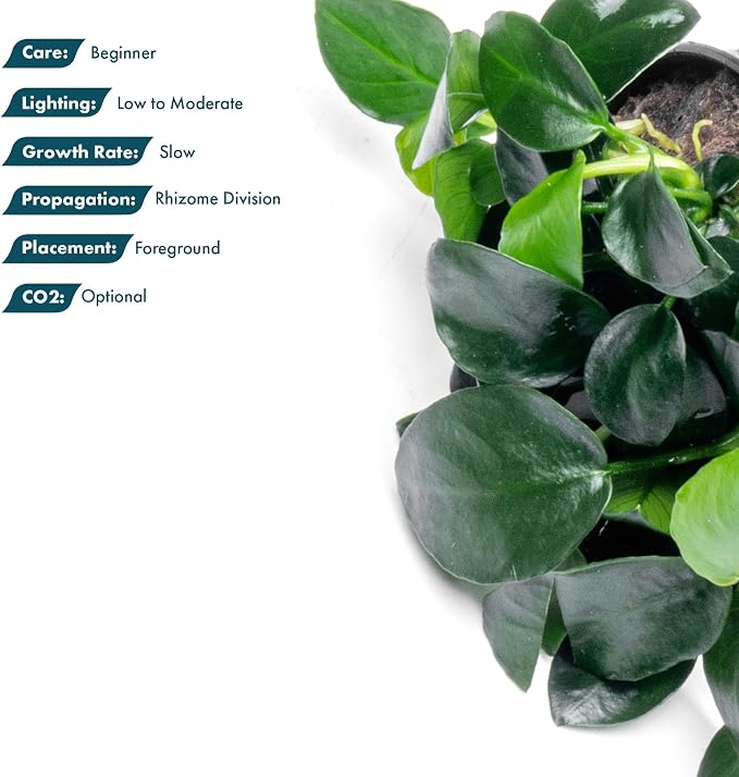 Anubias Live Aquarium Plants - Potted Freshwater Plant for Fish Tanks, Terrariums - Beginner Friendly Low Light (Barteri Petite Round, 1 Pot)
