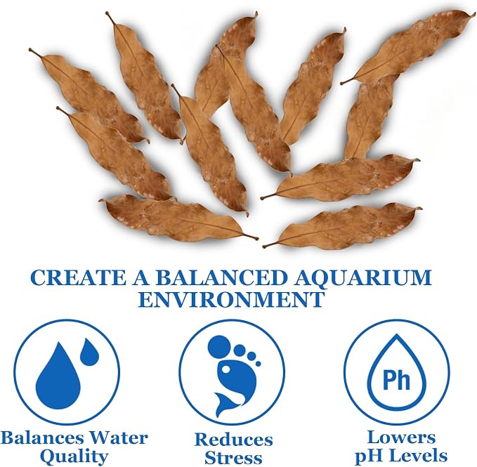 100Pcs Indian Almond Leaves Longan Leaves Aquarium Decor Water Conditioner | Sealed Package,for Betta Fish Shrimp Goldfish Guppy,Betta Fish Tank Decor,Balance PH,Natural Tannins,Axolotl Tank Accessories