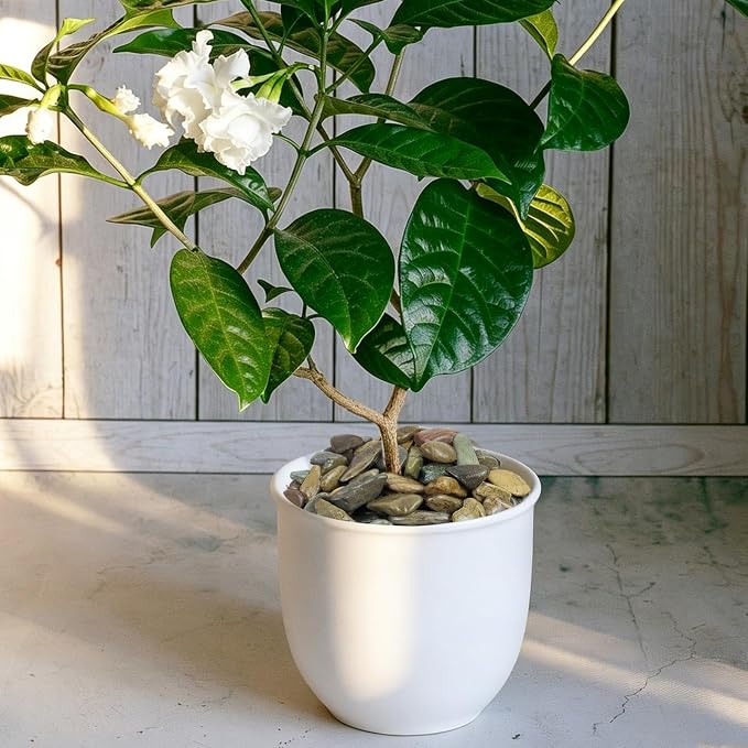 Aquarium Gravel, 20lbs Fish Tank Rocks, 0.4-1.2 inches | Aquascape Substrate for Turtle Tank, River Rocks, Safe for Aquariums, Terrariums