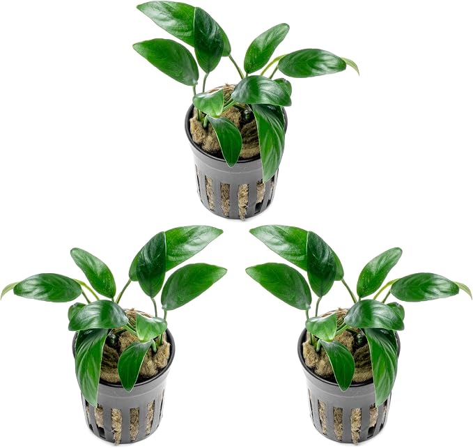 Anubias Live Aquarium Plants - Potted Freshwater Plant for Fish Tanks, Terrariums - Beginner Friendly Low Light (Congensis Mini, 3 Pots)