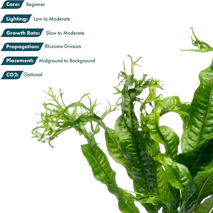 Java Fern Live Aquarium Plants - Potted Freshwater Plant for Fish Tanks - Beginner Friendly, Low Light (Windelov, 3 Pots)