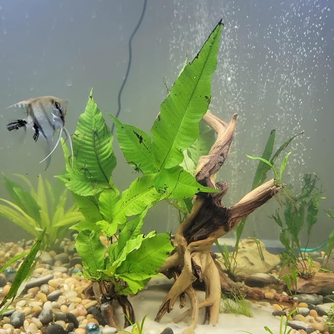 3 PCS Large Natural Spider Wood for Aquarium 10-12", Aquarium Drift Wood, Assorted Size Spider Wood, Twisted Branches Trunk for Fish Tank, Aquascaping, Reptile Climbing Branch, Terrarium Decor