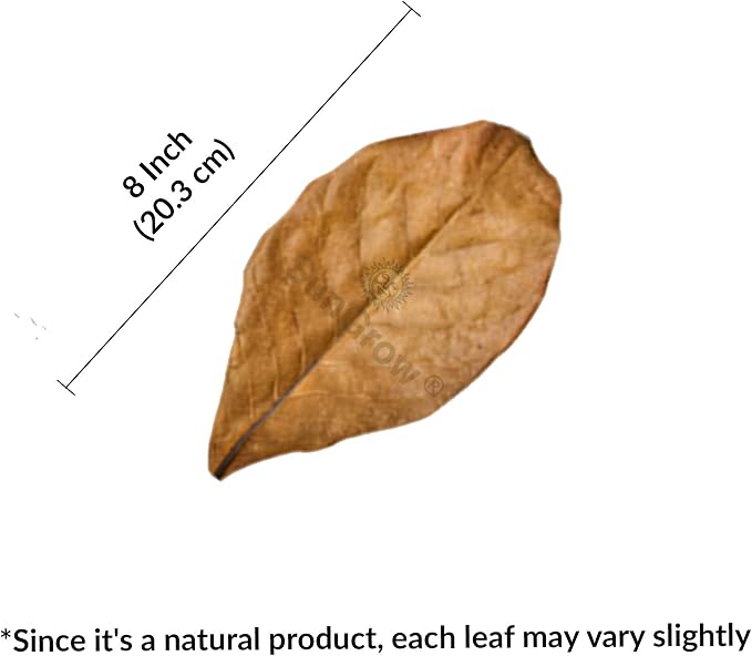 SunGrow Betta Leaves, Beneficial Indian Almond Leaves for Overall Development
