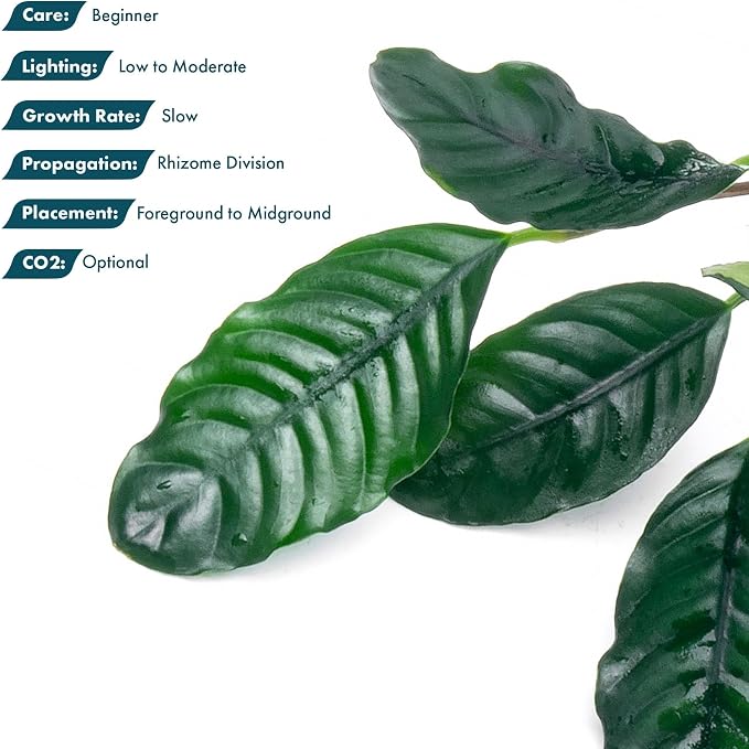 Anubias Live Aquarium Plants - Potted Freshwater Plant for Fish Tanks, Terrariums - Beginner Friendly Low Light (Barteri Coffeefolia, 1 Pot)