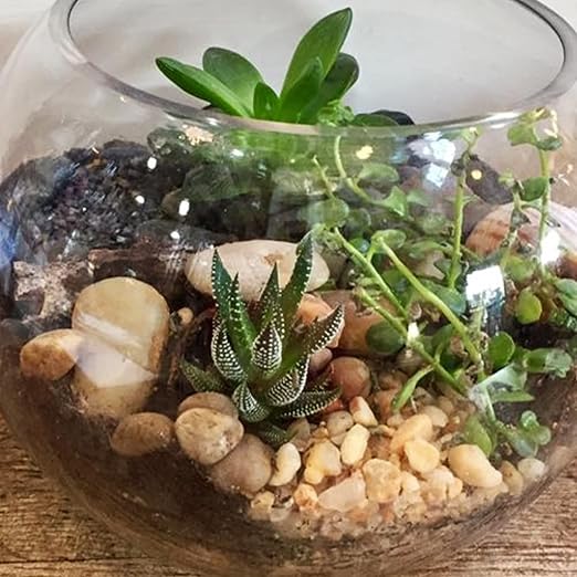 Pebbles for Indoor Plants 2.5 LB Small River Rocks 1"-1.5" Polished Decorative Stones Smooth Aquarium Gravel for Fish Tank Vases Planters Outdoor Landscaping Garden (40oz)