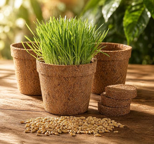 Cat Grass Kit for Indoor Cats - Organic Cat Grass Growing Kit (3 Pack) with Soil Discs, Coco Fiber Pots & Organic Seeds - Natural Hairball Control & Digestion Remedy