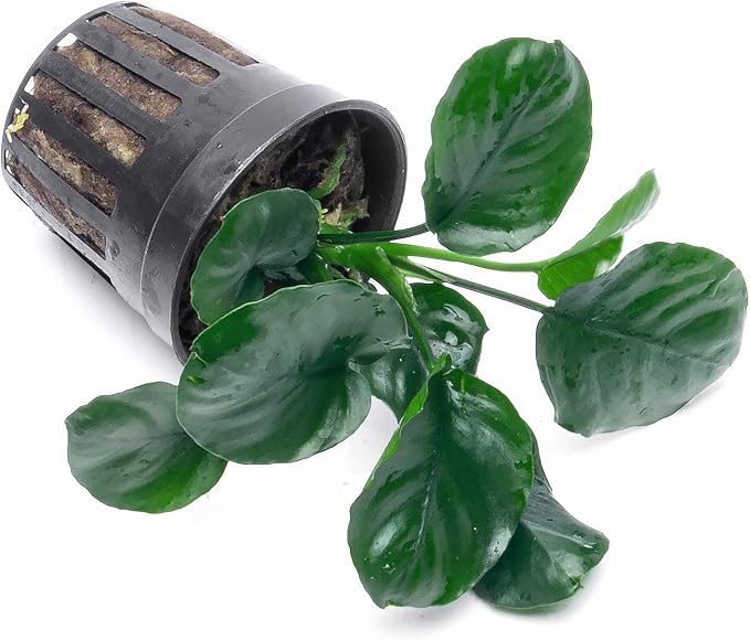 Anubias Live Aquarium Plants - Potted Freshwater Plant for Fish Tanks, Terrariums - Beginner Friendly Low Light (Barteri Round Leaf, 5 Pots)