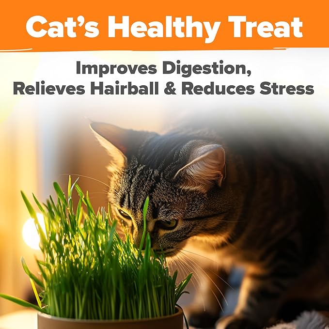 Home Grown 3200+ Indoor Cat Grass Refill – Non-GMO USA Grown Catnip, Oat & Alfalfa Seeds – Cat Grass Kit Replacement – Fast-Growing Pet Grasses for Cats’ Digestion & Hairball Relief