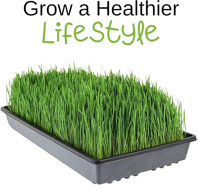 Handy Pantry Wheatgrass Growing Kit - Hydroponic - Certified Organic - Non-GMO - Easy & Fast to Grow Wheat Grass at Home for Wheatgrass Shots & Cat Grass