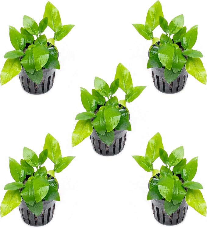 Anubias Live Aquarium Plants - Potted Freshwater Plant for Fish Tanks, Terrariums - Beginner Friendly Low Light (Nana Golden, 5 Pots)