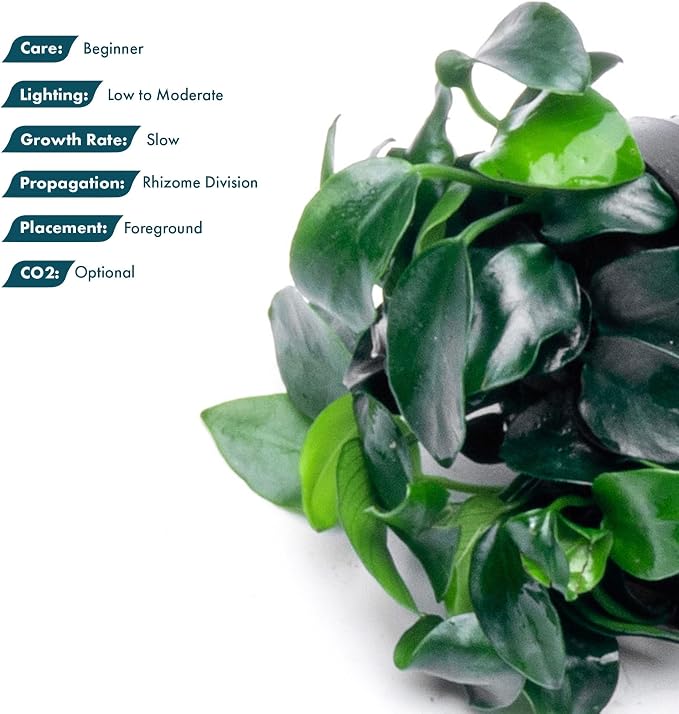 Anubias Live Aquarium Plants - Potted Freshwater Plant for Fish Tanks, Terrariums - Beginner Friendly Low Light (Nana Petite, 3 Pots)