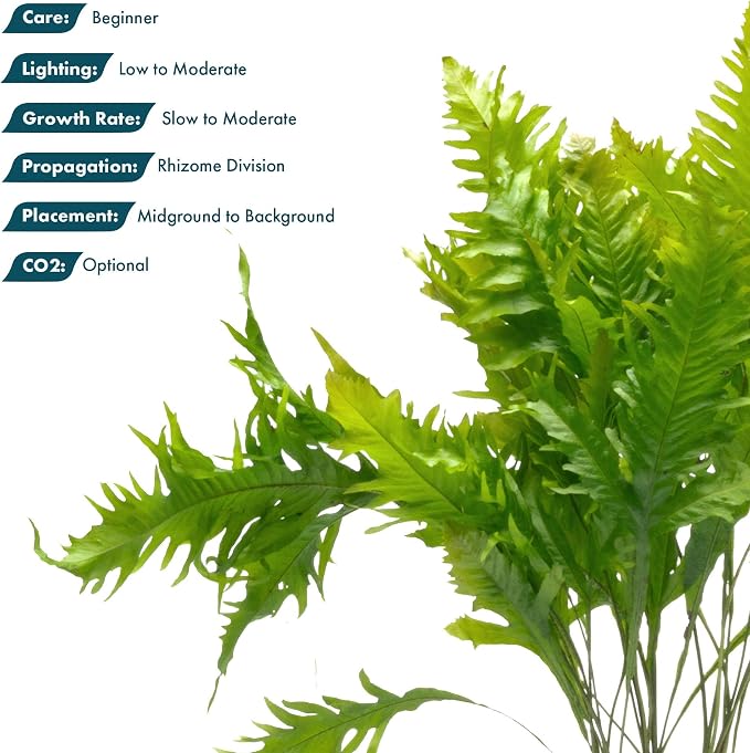 Live Aquarium Plants on Driftwood, Lava Rock, Moss, Fiber Mat - Freshwater Fish Tanks - Easy, Beginner Friendly (Java Fern, Fiber Mat (Large))